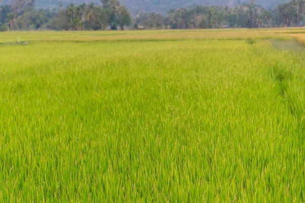 Рисовое Поле Фермера Таиланде Рисовое Поле — стоковое фото