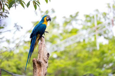 Renkli tüylü papağan. Renkli kırmızı papağan portresi. Bahçedeki papağan kuşu