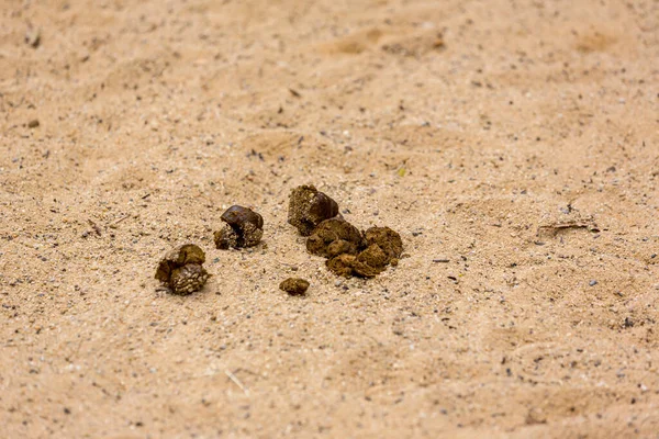 Poop Street Background Dog Poop Sand Ground Dog Feces Gravel — Foto de Stock