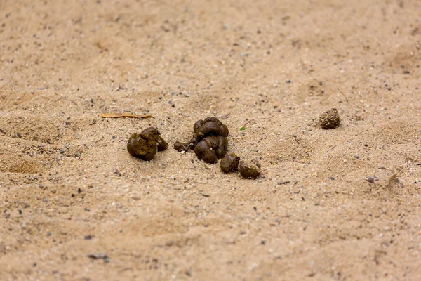 Poop Street Background Dog Poop Sand Ground Dog Feces Gravel — Stock Photo, Image
