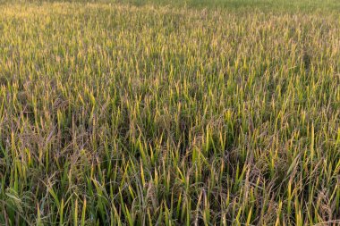 Tayland 'daki pirinç tarlası. Pirinç alanı.