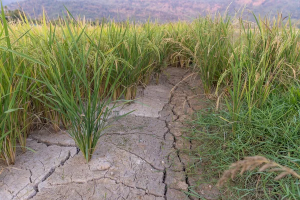 Рисовое Поле Воды Жаркий Сезон Окружающей Среды Сухая Трещина Почвы — стоковое фото