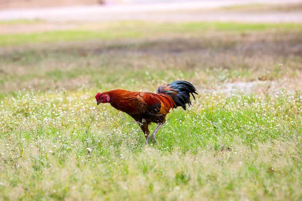 Czarny Kogut Albo Kurczak Kogut Odizolowany Tle Natury Mądry Tajlandzki — Zdjęcie stockowe