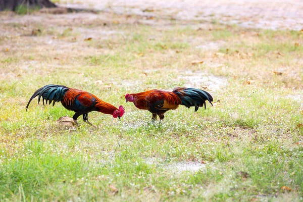 Czarny Kogut Albo Kurczak Kogut Odizolowany Tle Natury Mądry Tajlandzki — Zdjęcie stockowe