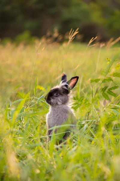 Veselý Velikonoční Zajíček Trávou Přírodě Roztomilý Zajíc Malý Králík Zelené — Stock fotografie