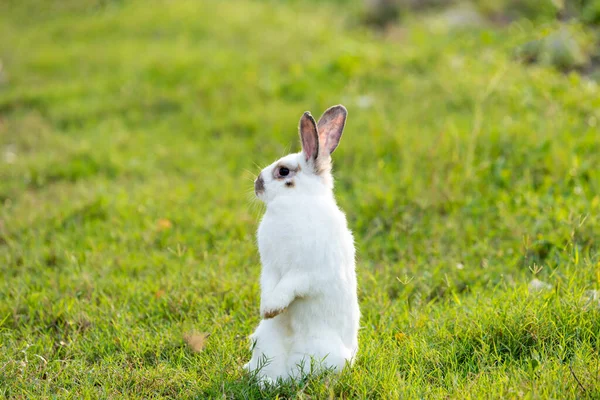 自然の中で草で幸せなイースターバニー かわいいウサギさん 緑の草の上にウサギ 庭の草の上に座ってウサギ かわいいウサギ — ストック写真