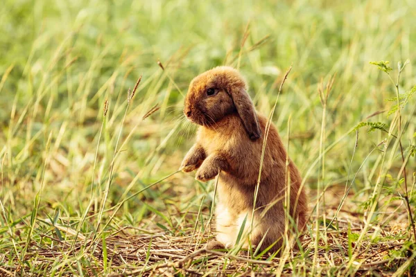 Feliz Conejito Pascua Con Hierba Naturaleza Linda Liebre Pequeño Conejo —  Fotos de Stock