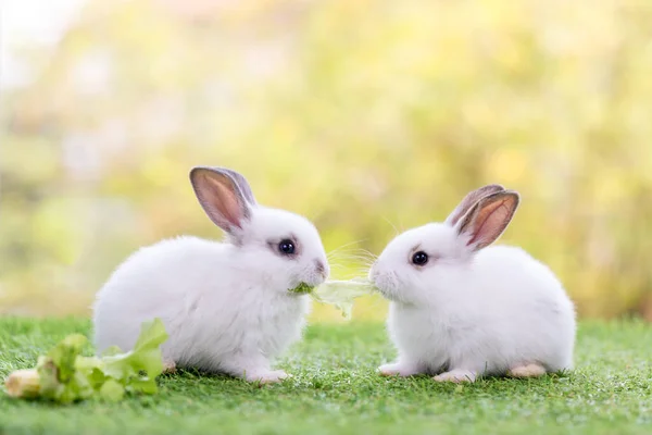 二匹のウサギが野菜を食べる 2匹の可愛い白いウサギ 草の中の2匹の小さなウサギ 野菜の一部を共有する — ストック写真