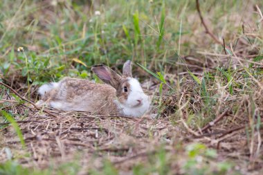 Doğada çimen olan mutlu Paskalya Tavşanı. Sevimli tavşan. Yeşil çimlerin üzerinde küçük bir tavşan. Bahçedeki çimlerde oturan tavşan, şirin tavşan.