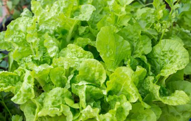 Sabah tarlada taze yeşil Çin lahanası hasat etmeye hazır. Geleneksel Çin sebze bahçesinde sebzeler.