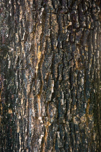 Baumrindenstruktur Rustikale Baumrinde Textur Hintergrund Baumrinde Textur Tapete — Stockfoto