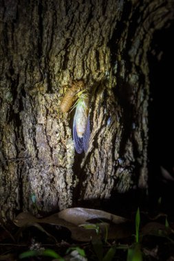 Ağustosböceği tüy dökme işlemi. Ağustosböceği başkalaşım derisi. Yetişkin bir böceğe dönüşme. Güzel manzara böceği ağustos böceğini doğada ağaçta tüy döküyor..