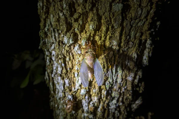 Cikada Ömsning Process Cicada Metamorfos Smält Omvandlingen Till Vuxen Insekt — Stockfoto