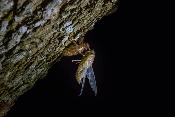 セミ成形プロセスです キカダ変態モルト 大人の昆虫への変換 自然の中で木の上にセミを成形美しいシーン昆虫 — ストック写真