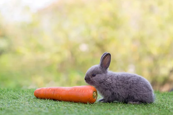 愛らしくかわいい新生ウサギ 可愛いウサギとか可愛いウサギとか イースターバニー — ストック写真