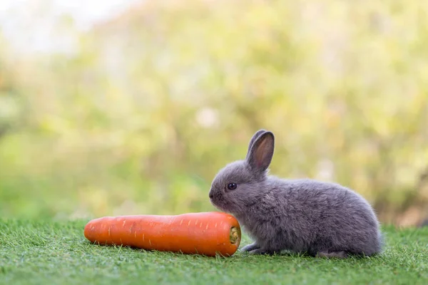 Adorable Lindo Conejo Recién Nacido Bebé Lindo Conejo Recién Nacido — Foto de Stock