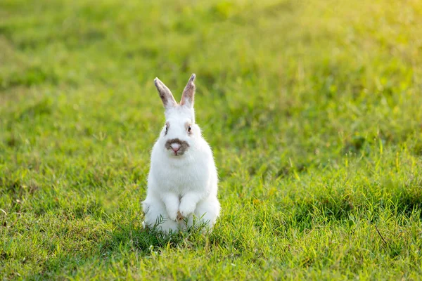 自然の中で草で幸せなイースターバニー かわいいウサギさん 緑の草の上にウサギ 庭の草の上に座ってウサギ かわいいウサギ — ストック写真