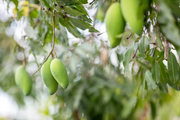 Green mango hanging, mango field, mango farm. Agricultural concept, Agricultural industry concept. Mangoes fruit on the tree in garden, Bunch of green ripe mango on tree in garden. Selective focus