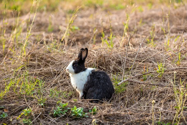 Doğada Çimen Olan Mutlu Paskalya Tavşanı Sevimli Tavşan Yeşil Çimlerin — Stok fotoğraf