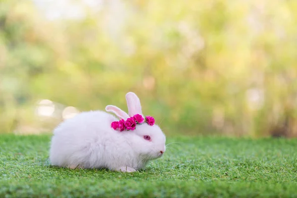 愛らしくかわいい新生ウサギ 可愛いウサギとか可愛いウサギとか イースターバニー — ストック写真