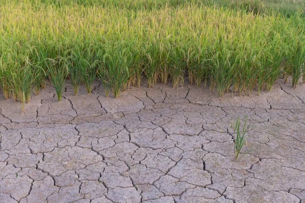 Rijstveld Geen Water Omgeving Warm Seizoen Droge Gebarsten Grond Met — Stockfoto