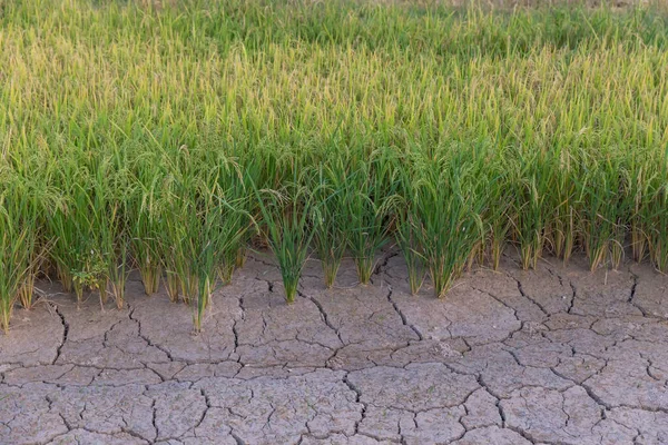 田んぼは水も環境も暑い季節 干ばつのための概念は 水田と乾燥した割れた土壌 田んぼと割れた土の背景 — ストック写真
