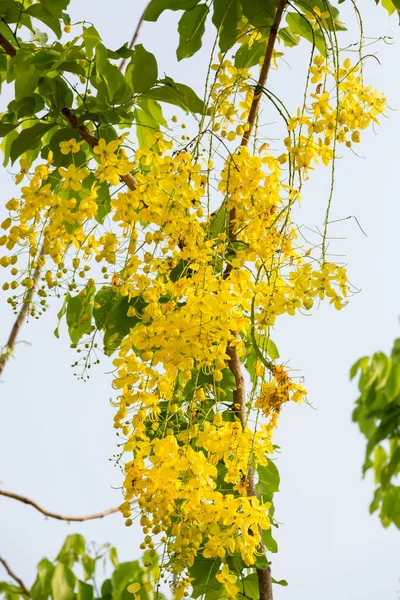 Ratchaphruek Flor Nacional Tailandia Ratchaphruek Cassia Flores Fístula Golden Shower — Foto de Stock