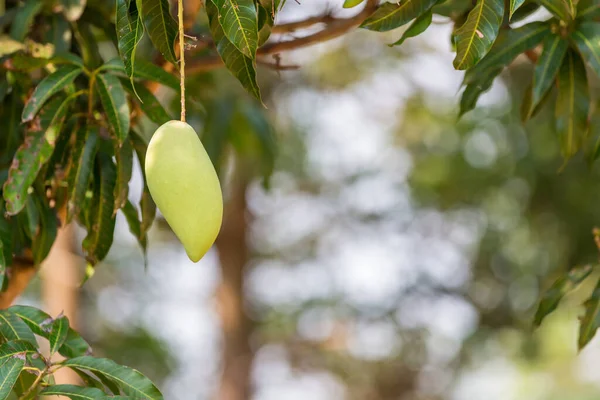Green mango hanging, mango field, mango farm. Agricultural concept, Agricultural industry concept. Mangoes fruit on the tree in garden, Bunch of green ripe mango on tree in garden.