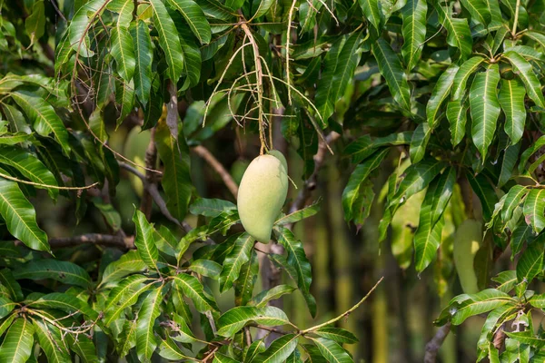 Green mango hanging, mango field, mango farm. Agricultural concept, Agricultural industry concept. Mangoes fruit on the tree in garden, Bunch of green ripe mango on tree in garden.