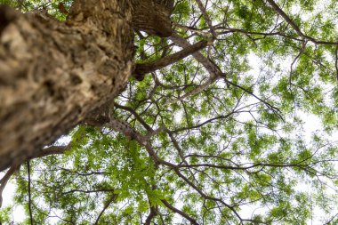 Devasa bir ağacın gölgesinde. Doğal arka plan, duvar kağıdı, şablon, ekran koruyucu olarak kullanılabilir. güzel bitki ağacı.