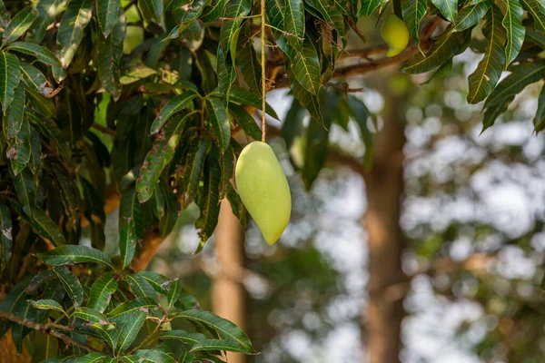 Green mango hanging, mango field, mango farm. Agricultural concept, Agricultural industry concept. Mangoes fruit on the tree in garden, Bunch of green ripe mango on tree in garden.