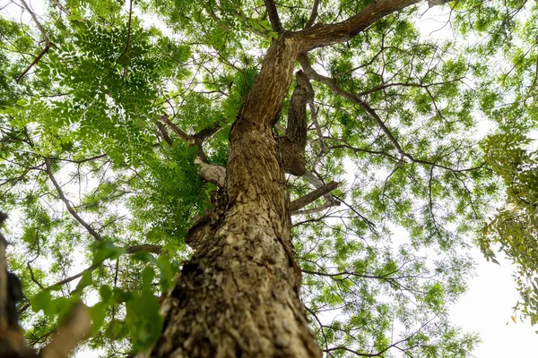 Devasa bir ağacın gölgesinde. Doğal arka plan, duvar kağıdı, şablon, ekran koruyucu olarak kullanılabilir. güzel bitki ağacı.