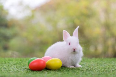 Sevimli ve şirin yeni doğmuş tavşan. Bebek şirin tavşan mı yoksa yeni doğmuş sevimli tavşan mı? Paskalya Tavşanı.
