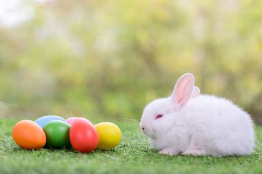 Sevimli ve şirin yeni doğmuş tavşan. Bebek şirin tavşan mı yoksa yeni doğmuş sevimli tavşan mı? Paskalya Tavşanı.