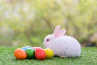 Sevimli ve şirin yeni doğmuş tavşan. Bebek şirin tavşan mı yoksa yeni doğmuş sevimli tavşan mı? Paskalya Tavşanı.