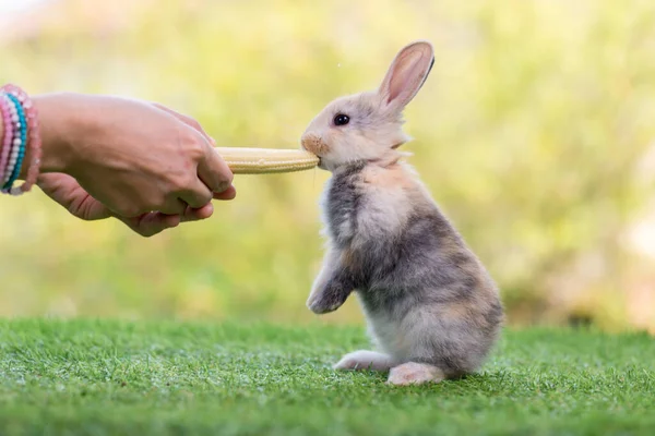Entzückendes Und Süßes Neugeborenes Kaninchen Baby Niedliches Kaninchen Oder Neugeborenes — Stockfoto