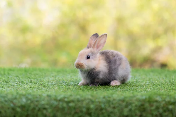 Schattig Schattig Pasgeboren Konijn Baby Schattig Konijn Pasgeboren Schattig Konijn — Stockfoto