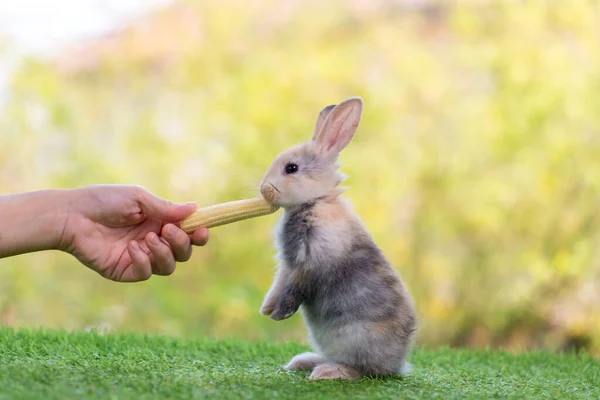 Adorable Lindo Conejo Recién Nacido Bebé Lindo Conejo Recién Nacido — Foto de Stock