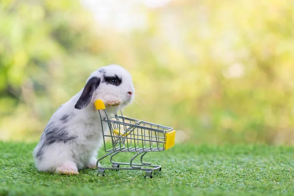 Coelho Bebê Com Carrinho Compras Grama Verde Fundo Bokeh Adorável — Fotografia de Stock