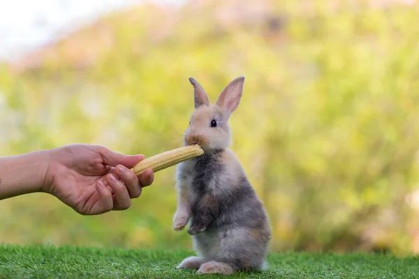 Adorable Cute New Born Rabbit Baby Cute Rabbit New Born — Stock Photo, Image