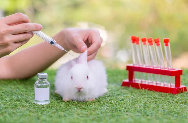 Conigli Sperimentali Piccolo Coniglio Vaccinazione Presso Veterinario Clinica Medico Esamina — Foto Stock