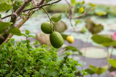 Ağaçtaki yeşil limonlar. Dala asılı kireç yeşili ağaç. Limon ağaçta taze taze hasat için hazır..