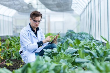 Bilim adamı Tablet kullanıyor. Sebze Bahçesi Laboratuvarı 'nda bilim adamı çalışıyor.