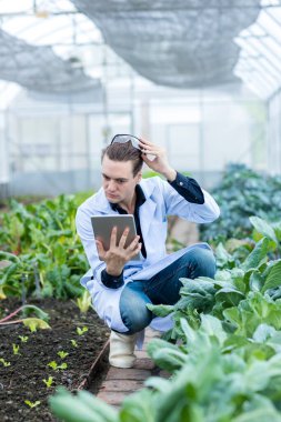 Bilim adamı Tablet kullanıyor. Sebze Bahçesi Laboratuvarı 'nda bilim adamı çalışıyor.
