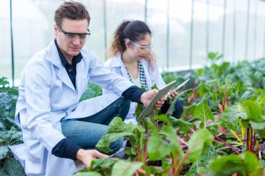 Bilim adamı Tablet kullanıyor. Sebze Bahçesi Laboratuvarı 'nda bilim adamı çalışıyor.