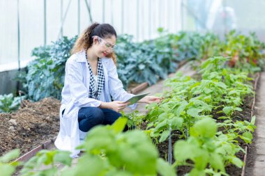 Bilim adamı Tablet kullanıyor. Sebze Bahçesi Laboratuvarı 'nda bilim adamı çalışıyor.