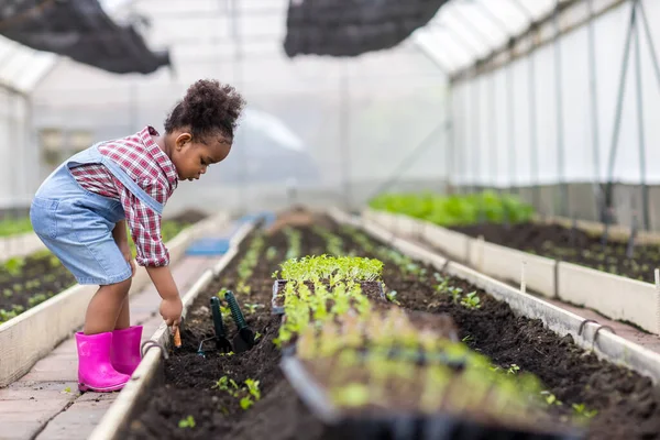 Дитина Городі Симпатична Дівчина Посадить Насіння Розсаду Овочевому Саду — стокове фото