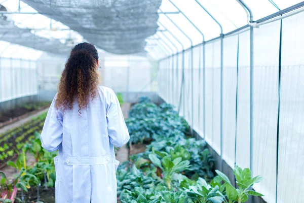 Trabajo Científico Sitio Vegetable Garden Lab — Foto de Stock
