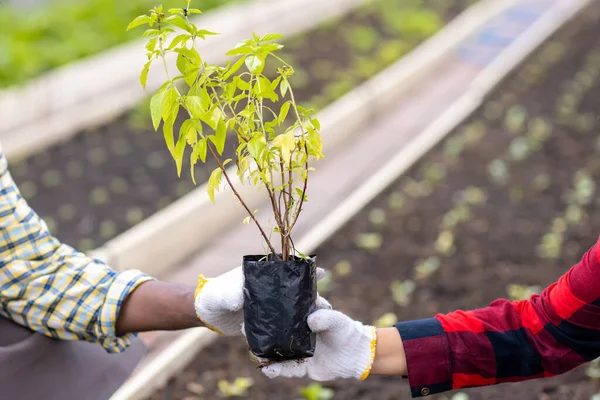 Dia Terra Conceito Dia Ambiente Jovem Planta Chão Mão — Fotografia de Stock