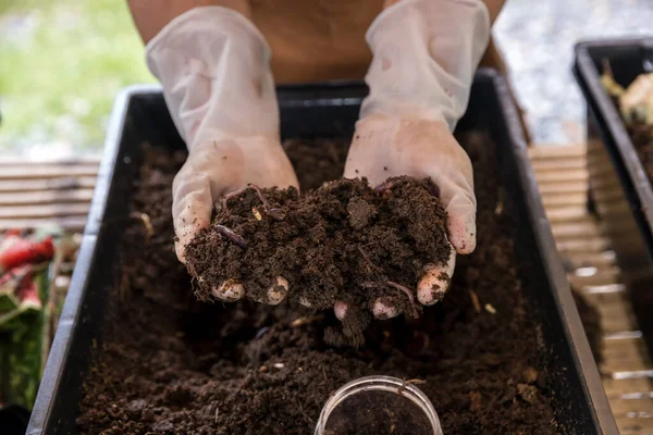 Cacing Tanah Tangan Untuk Pupuk Organik Konsep Pertanian Tangan Memegang — Stok Foto